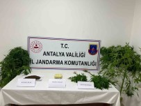 Jandarma Uyusturucu Tacirlerine Göz Açtirmiyor
