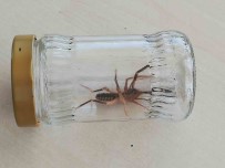 Sungurlu'da 'Sarikiz' Örümcegi Panigi