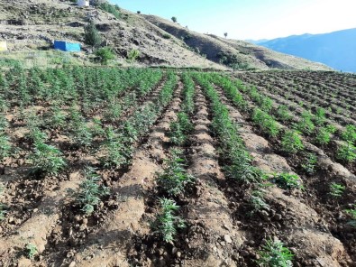 Bingöl'de 12 Tarlada Uyusturucu Operasyonu