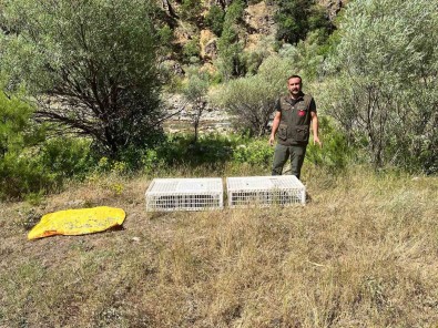 Bingöl'de Dogaya 850 Kinali Keklik Salindi