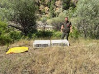 Bingöl'de Dogaya 850 Kinali Keklik Salindi