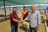 Kayserililerin Kurban Tercihi Küçükbas Hayvan Oldu