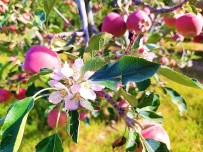Kendi Sektöründe Fark Olusturan Deger Açiklamasi Elma