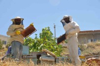 Mardin'de Dogal Güzelligiyle Bilinen Gurs Vadisi'nde Bal Hasadi Basladi