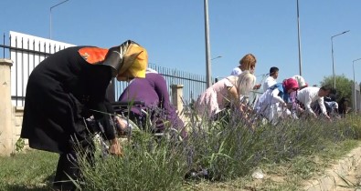 Müdür Gün Açiklamasi 'Mus'ta 5 Adet Lavanta Bahçesi Kuracagiz'