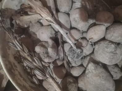 Salep Dede Bu Yilki Hasadi Bitirdi