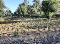 Bingöl'de Iki Tarlada 7 Bin Kök Kenevir Ele Geçirildi