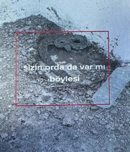 Igdir'da Engerek Yilanlarini Yakalayip Videosunu Paylasan Çobana 5 Bin 500 Lira Ceza