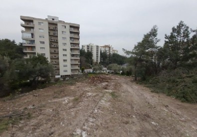 Sözde çevreci CHP'li İzmir Büyükşehir Belediyesi'nden katliam: 50 yıllık çam ağaçlarını kestiler .