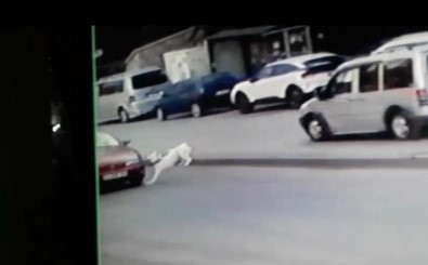 Baskentte Köpege Çarpip Kaçan Sürücü Güvenlik Kameralarina Yakalandi