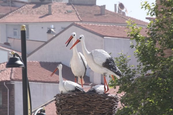 Heykelci Tanju Özcan’a AK Partiden tepki