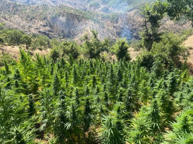 Bingöl'de Kenevir Operasyonu