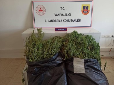 Van'da Hint Keneviri Operasyonu