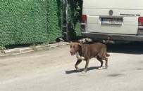 Antalya'da sokak köpeği dehşeti: 11 yaşındaki Hasan'ın etini kopardı