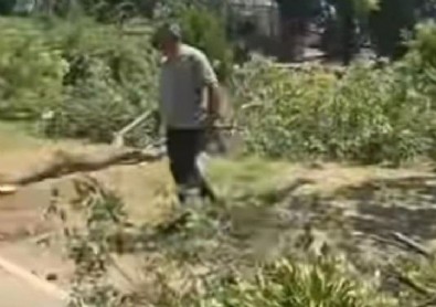 CHP'li Bornova Belediyesi otopark için asırlık ağaçları katletti! Sözde çevreci partinin kirli sicili: 'Yeşil Bodrum betona dönerken neredeydiniz?'