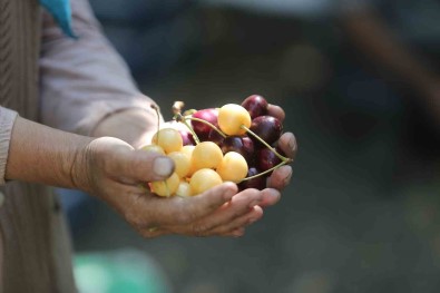 (Özel) Cografi Isaretli 'Napolyon' Kirazinda Son Hasat Yüzleri Güldürdü