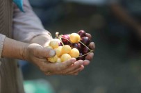 (Özel) Cografi Isaretli 'Napolyon' Kirazinda Son Hasat Yüzleri Güldürdü