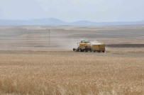 Kars'ta Arpa Hasadi Basladi