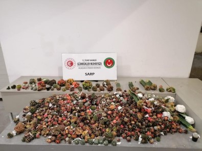 Sarp Sinir Kapisi'nda Kaktüs Kaçakçiligina Geçit Yok