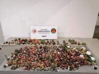 Sarp Sinir Kapisi'nda Kaktüs Kaçakçiligina Geçit Yok