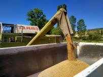 Belediye Ait Tarim Arazilerinde Bugday Hasadi