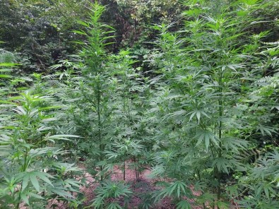 Jandarma 54 Kök Kenevir Ele Geçirdi