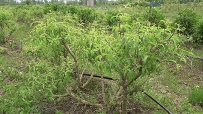 Samsun'da 33,5 Milyon Tibbi Ve Aromatik Sebze Fidesi Üretildi