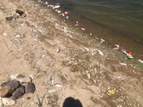 Bogazköy Baraj Gölünde Ölen Baliklar Karaya Vurdu