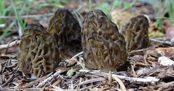 Kilosu 3000 TL! Burdur’da 3 arkadaş 5 kilo buldular! Sevinçten göbek atıp oynadılar