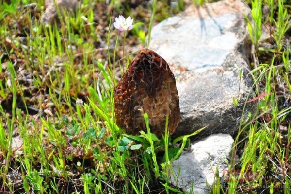 Kilosu 3000 TL! Burdur’da 3 arkadaş 5 kilo buldular! Sevinçten göbek atıp oynadılar