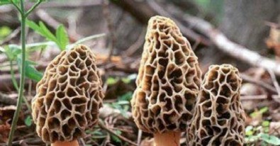 Kilosu 3000 TL! Burdur’da 3 arkadaş 5 kilo buldular! Sevinçten göbek atıp oynadılar