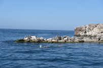 Sarayburnu'ndan Sivri Ada'ya 16.5 Kilometrelik Yüzme Geçisi Için Ilk Adim Atildi