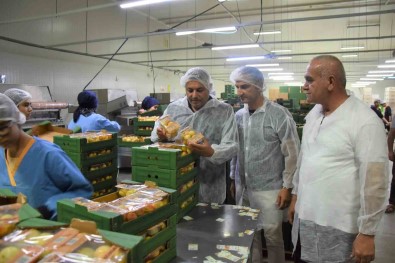 Baskan Sadikoglu Açiklamasi '5 Bin Ton Yas Kayisi Ihracati Gerçeklestirdik'