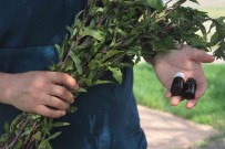 Bu Yagin Litresi 35 Bin TL