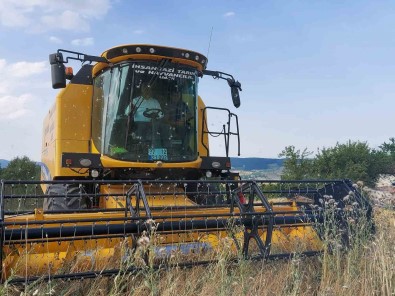 Kastamonu'da 10 Bin 350 Ton Siyez Bugdayinin Hasadi Yapildi