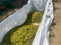 Sarigöl'de Saraplik Üzüm Alimlarina Baslandi