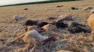 Mardin'de Suya Karisan Zirai Ilaç 85 Hayvanin Telef Olmasina Neden Oldu