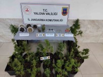 Yalova'da 'Sihirli Mantar' Operasyonu