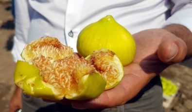 Aydin'da Taze Incir Hasadi Devam Ediyor