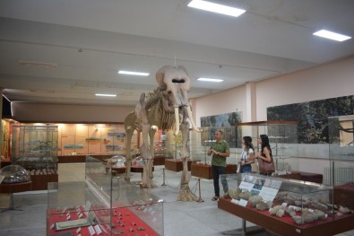 Ege'nin Bilim Vitrini Açiklamasi Tabiat Tarihi Koleksiyonu