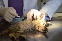Hasta Yavru Kedilerin Imdadina Bozüyük Belediyesi Yetisiyor Haberi