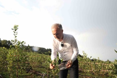 Inegöl'de Üretilen Yaban Mersini 5 Ülkeye Ihraç Ediliyor