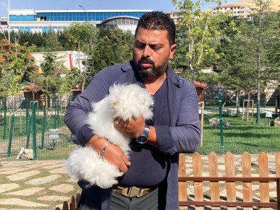 Ankara Tavsanindan Türkiye'de Sadece 25 Tane Kaldi