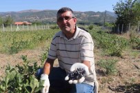 Kilosu 250 TL, Nedenini Ise Hasadini Bilenler Anliyor