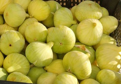 Mersin'de Beyaz Incir Altin Yilini Yasiyor