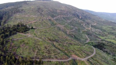 5 Yil Önceki Yanginda Küle Dönmüstü Açiklamasi 251 Hektarlik Orman Yeniden Yeserdi