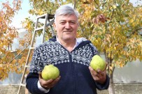 Emekli Astsubay Dogdu Köyde 50 Ton Armut Üretiyor