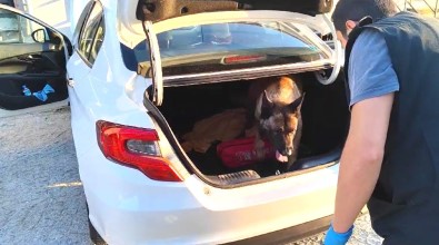 Narkotik Köpegi Otomobilin Bagajindaki Uyusturucuyu Buldu