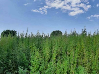 560 Bin Kök Kenevir Ele Geçirildi