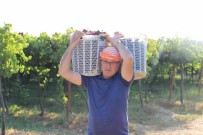 Alasehir Festivalle Cosacak